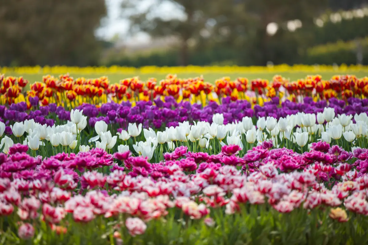 A Guide To Visiting The Tulip Festival In Amsterdam